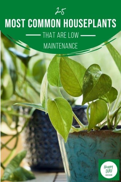 Common houseplants 2