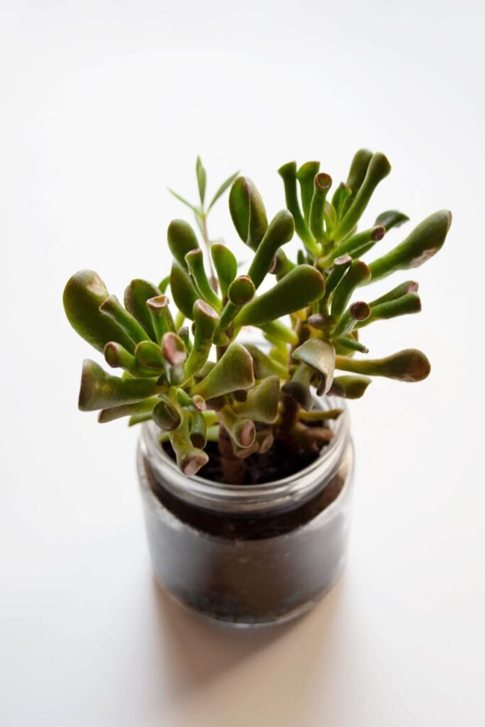 Crassula Ovata' Crosby's Red'