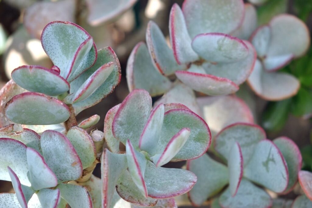 Crassula arborescens