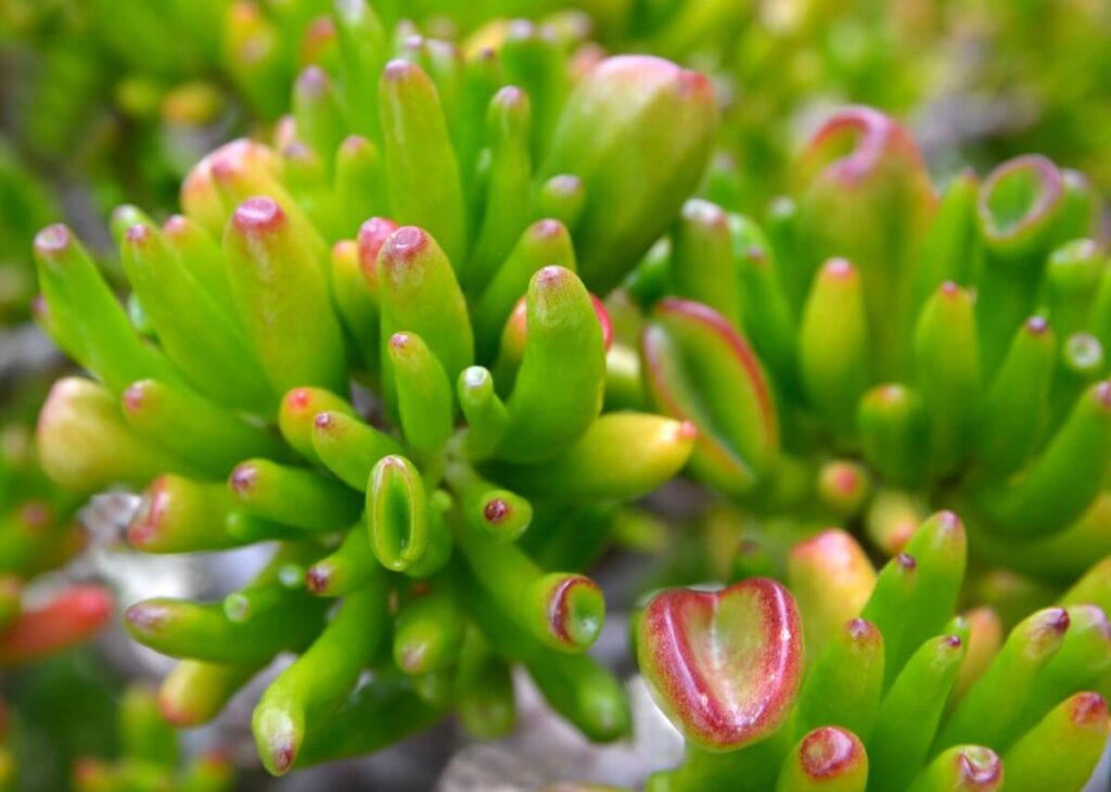 Crassula argentea 'Gollum'