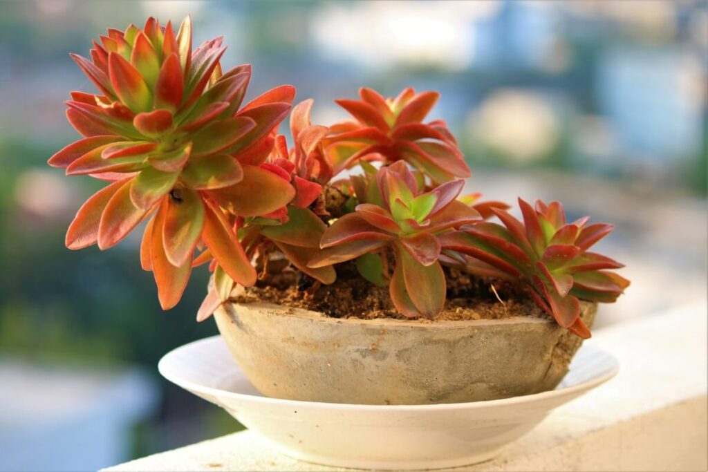 Crassula capitella 'Campfire'