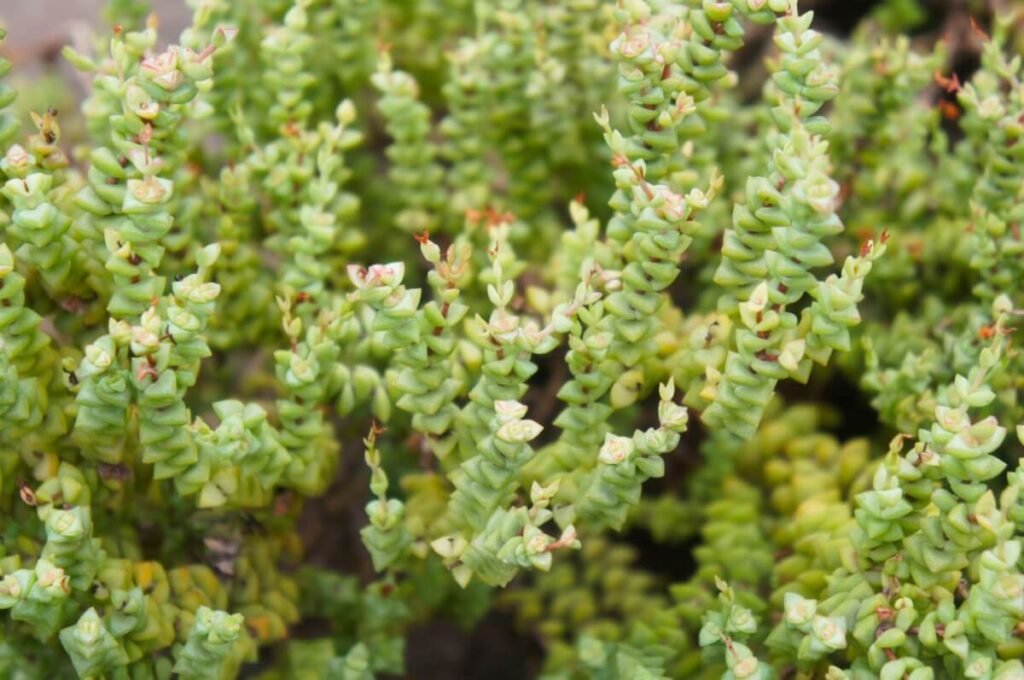 Crassula capitella 'Tom Thumb'