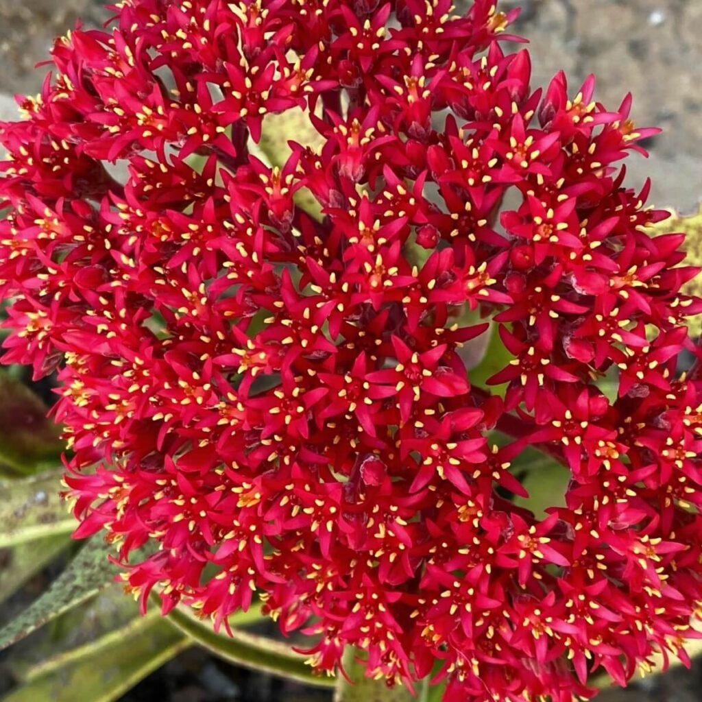 Crassula coccinea
