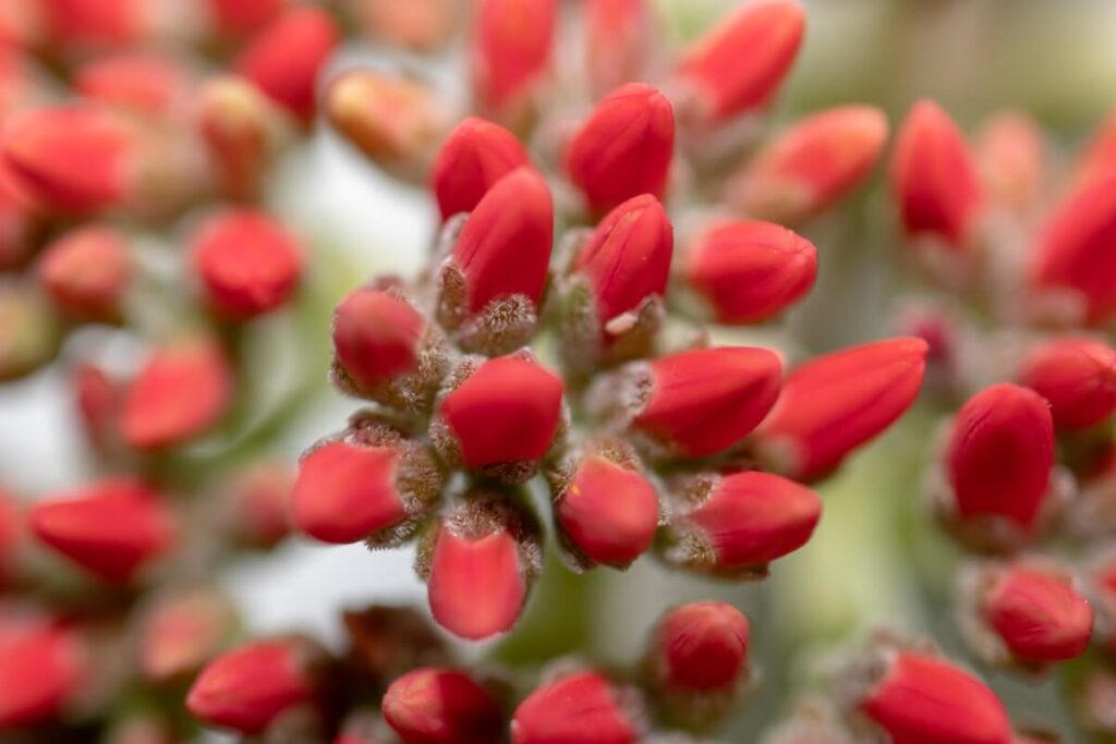Crassula falcata