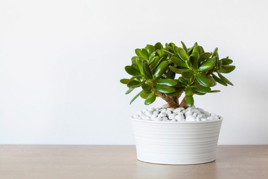 Crassula ovata