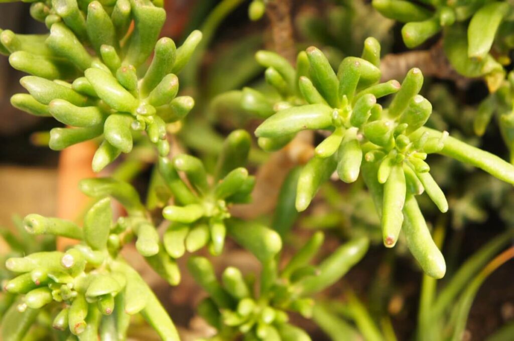 Crassula ovata 'Hobbit'