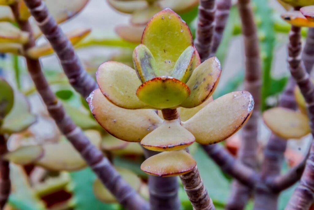 Crassula ovata 'Hummel's Sunset'