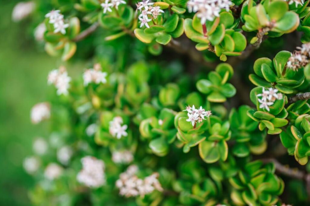 Crassula ovata' Pink Beauty'
