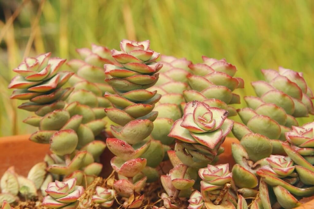Crassula rupestris