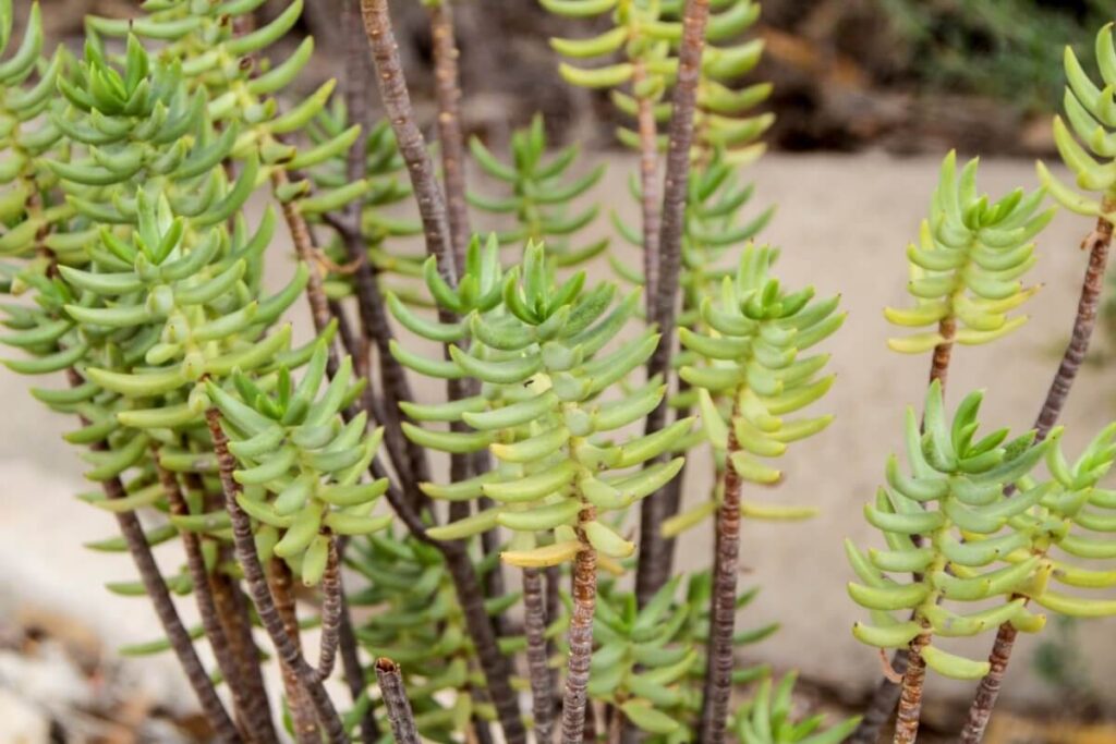Crassula tetragona