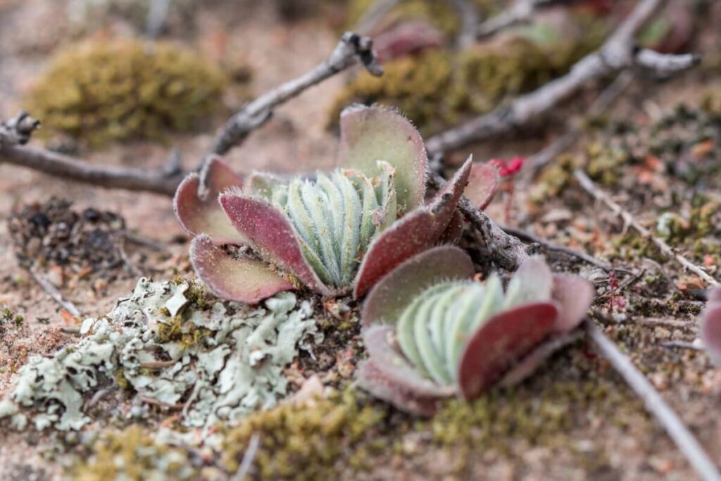Crassula tomentosa