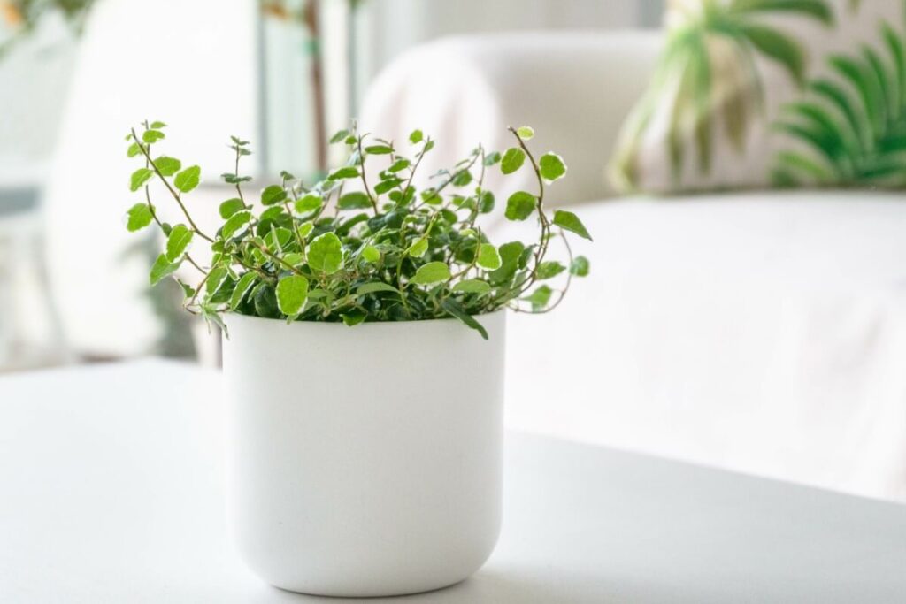 Creeping Fig (Ficus pumila)