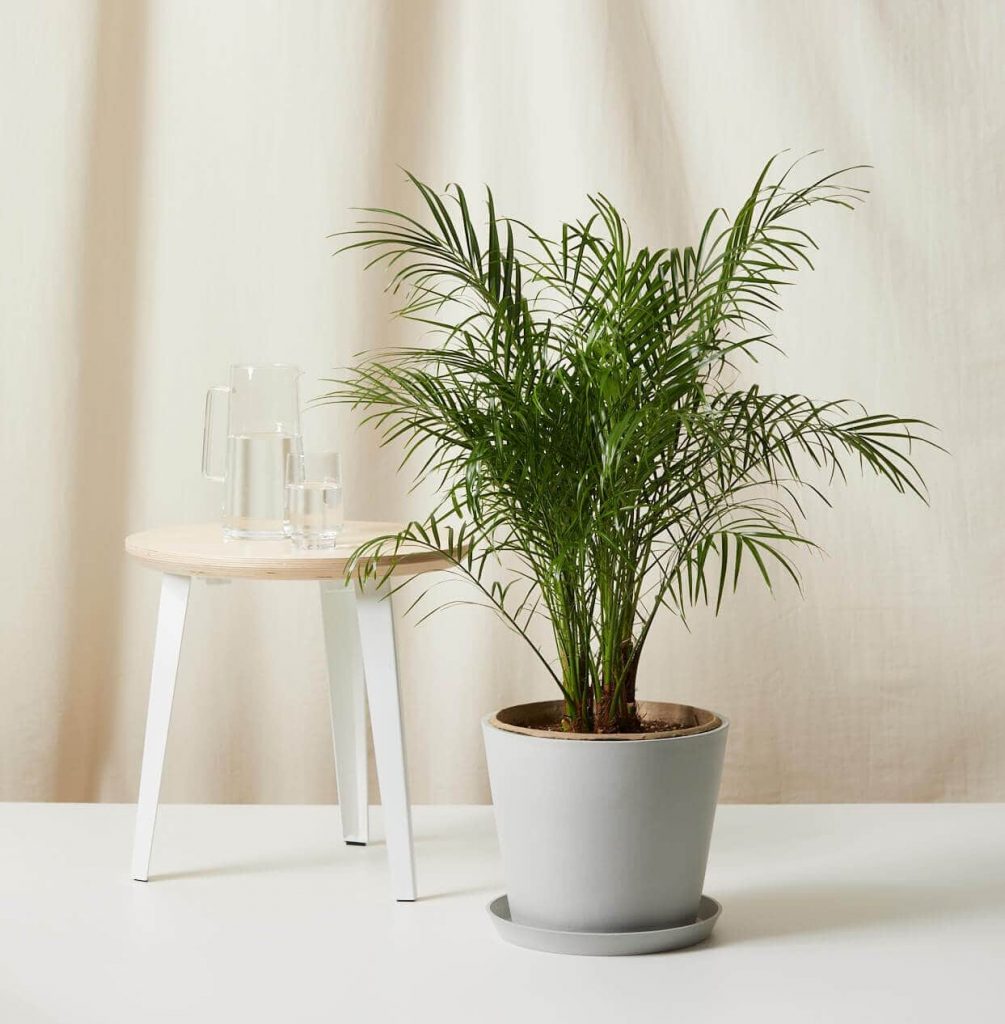 Date Palm from Bloomscape