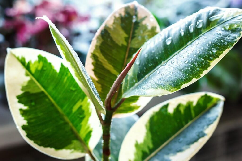 Ficus Tree Meaning and Symbolism