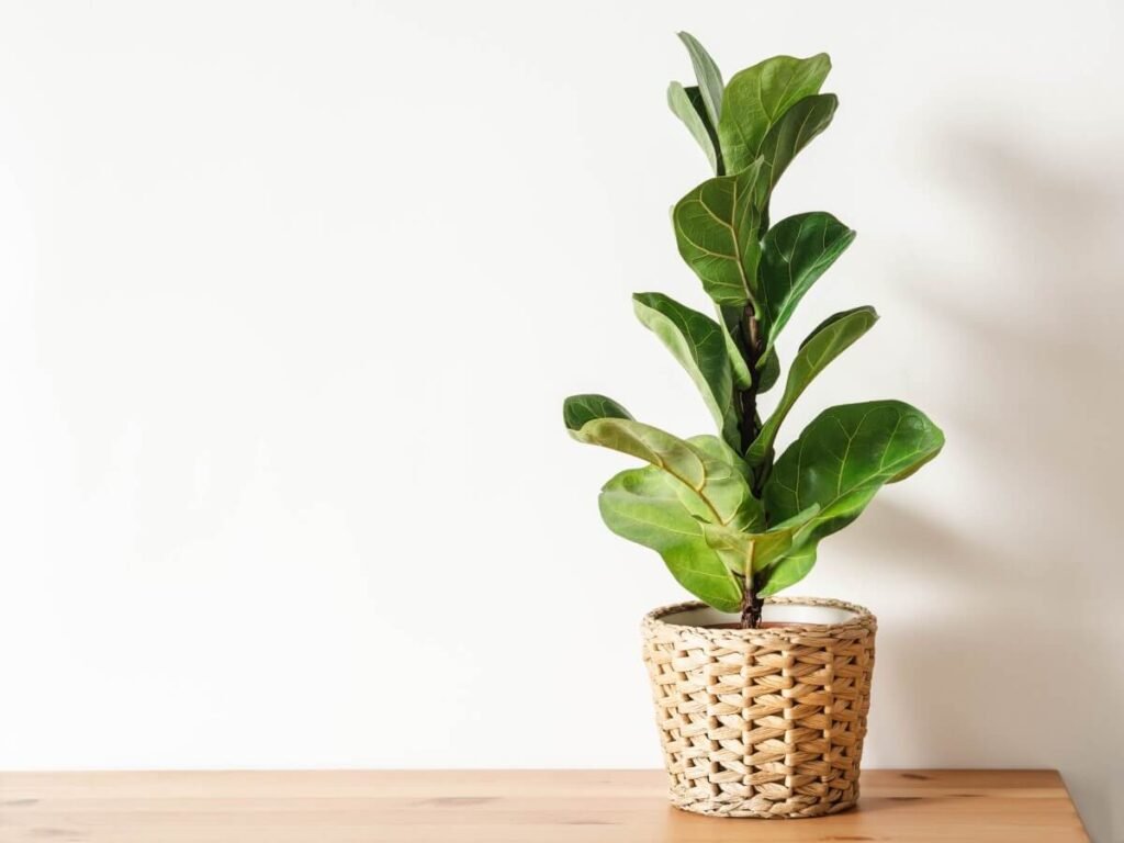 Fiddle Leaf Fig (Ficus lyrata)