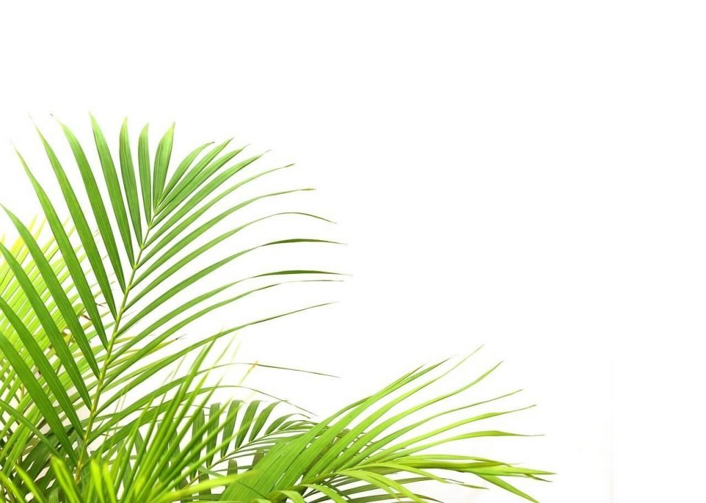 How to Grow Indoor Plam Trees & Plants at Home