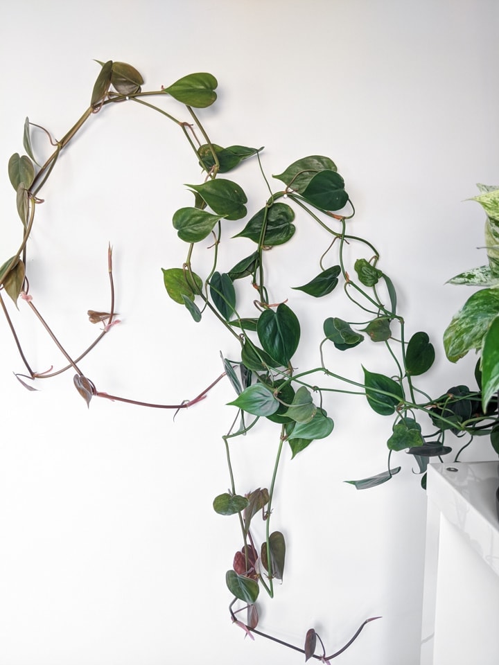Heart leaf philodendron vining in the wall