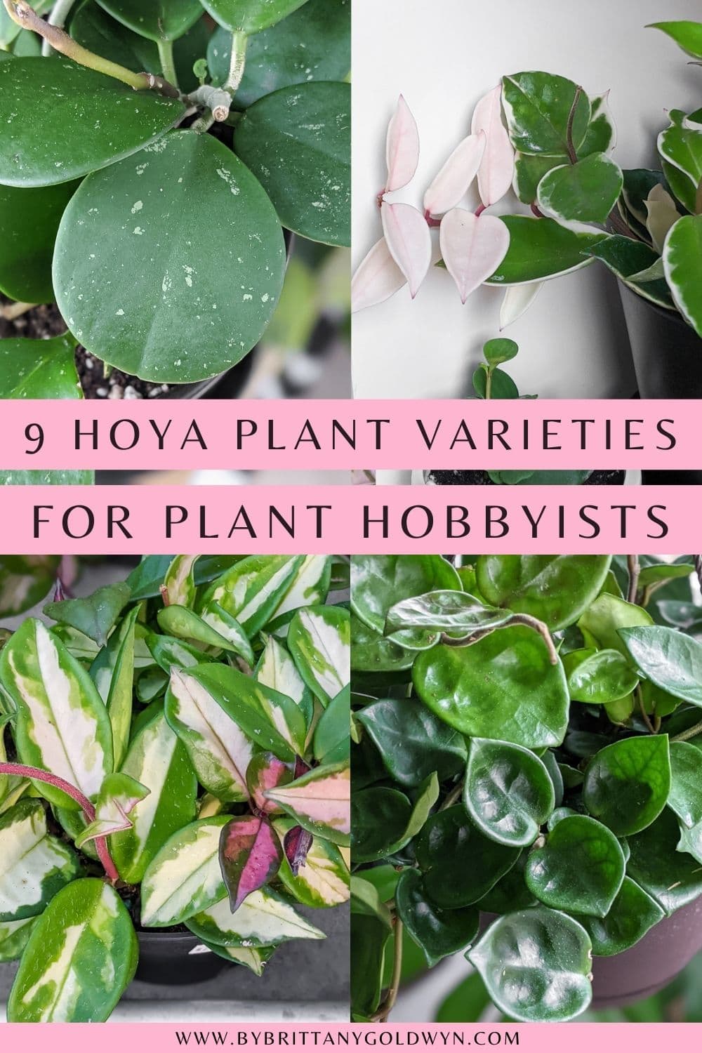 pinnable graphic of 9 hoya plant varieties to try including photos and text overlays