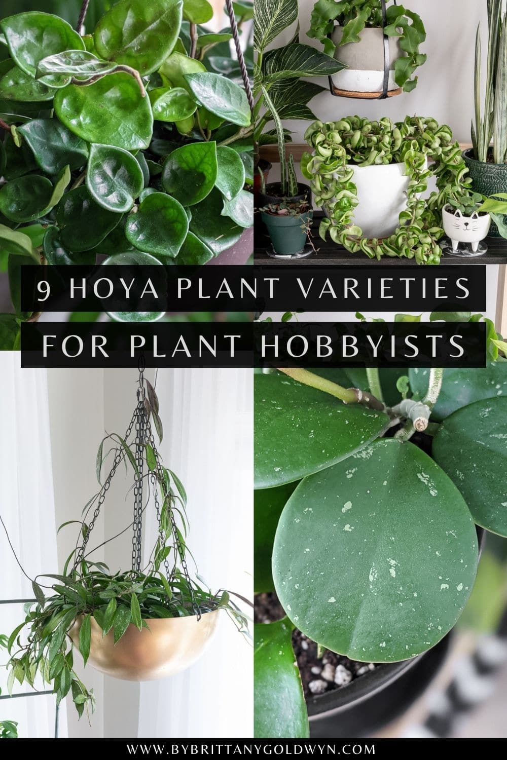pinnable graphic of 9 hoya plant varieties to try including photos and text overlays