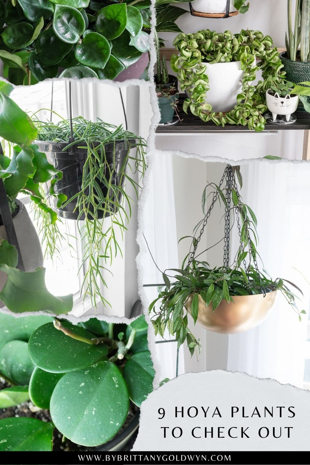 pinnable graphic of 9 hoya plant varieties to try including photos and text overlays