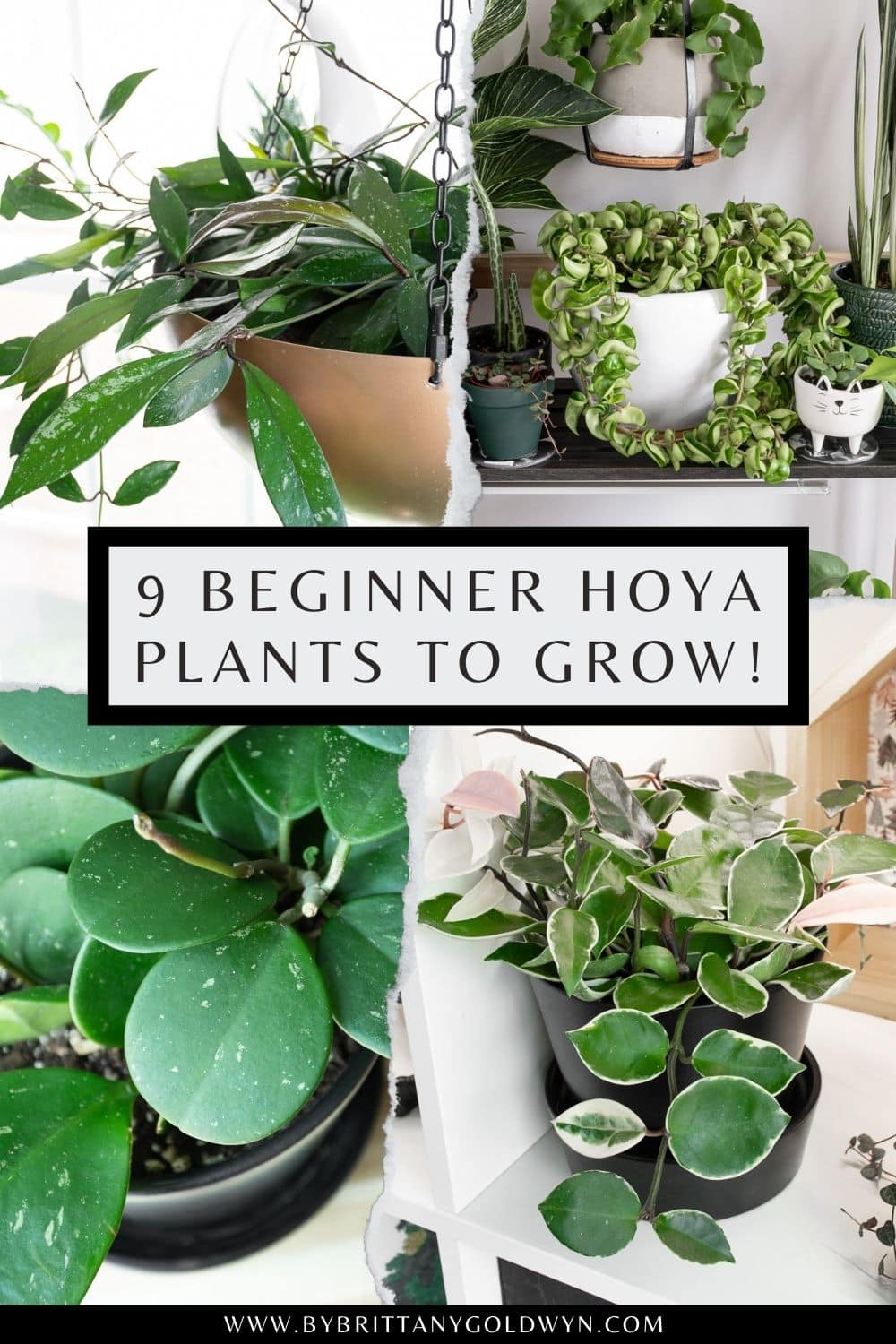 pinnable graphic of 9 hoya plant varieties to try including photos and text overlays
