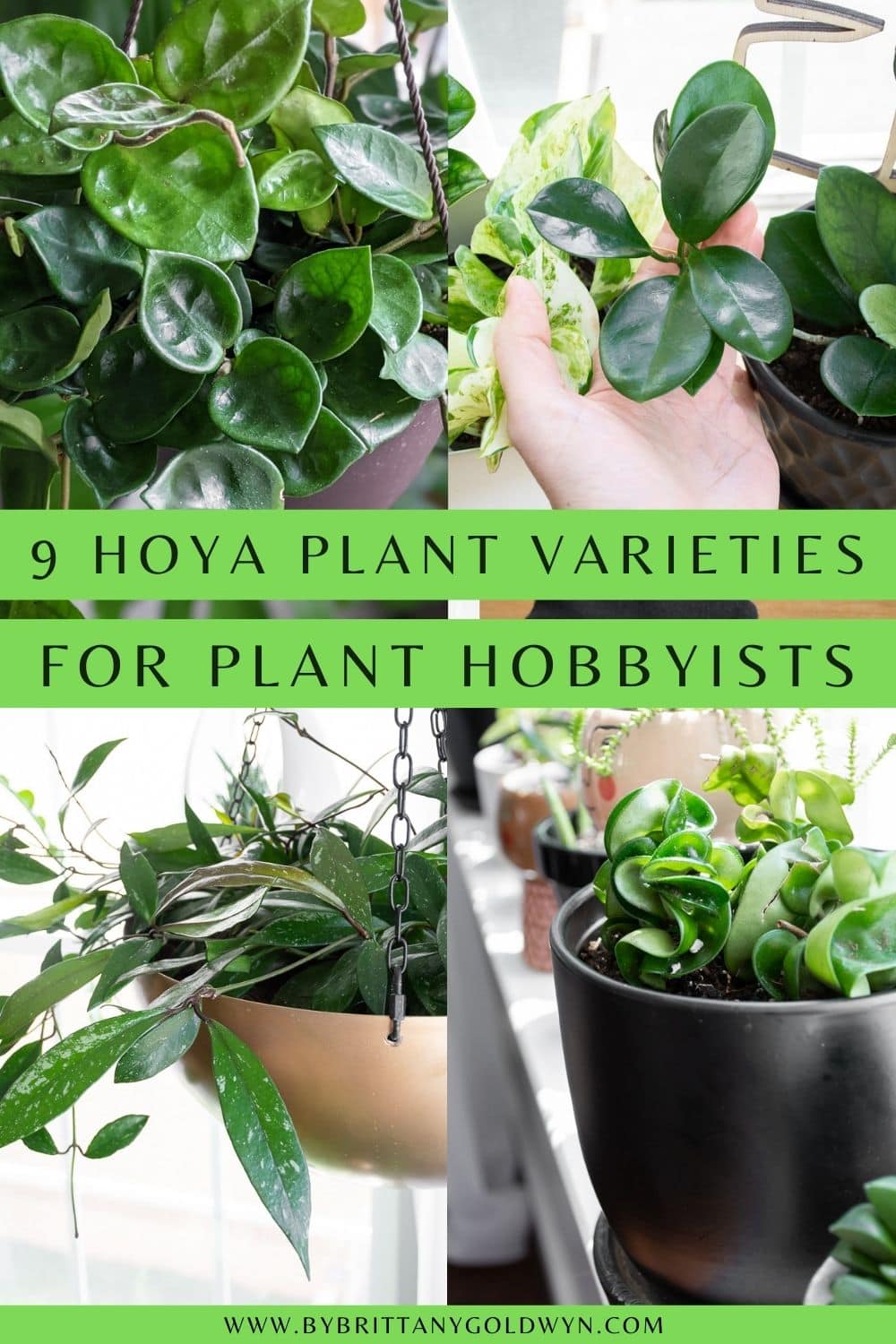 pinnable graphic of 9 hoya plant varieties to try including photos and text overlays