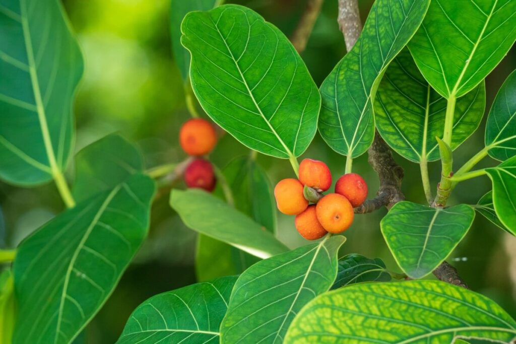 Indian Banyan (Ficus benghalensis)
