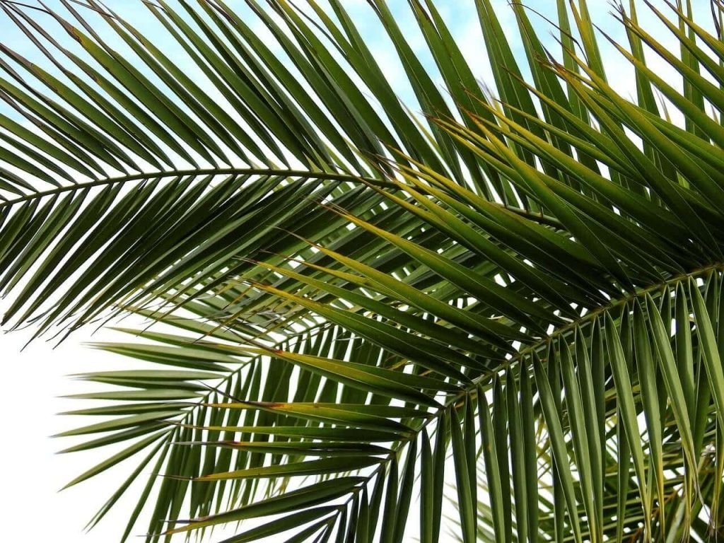 Indoor Palm Trees Common Problems
