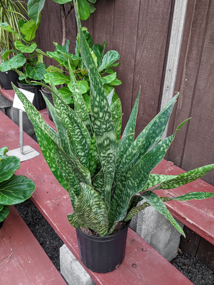 Trifasciata jaboa plant