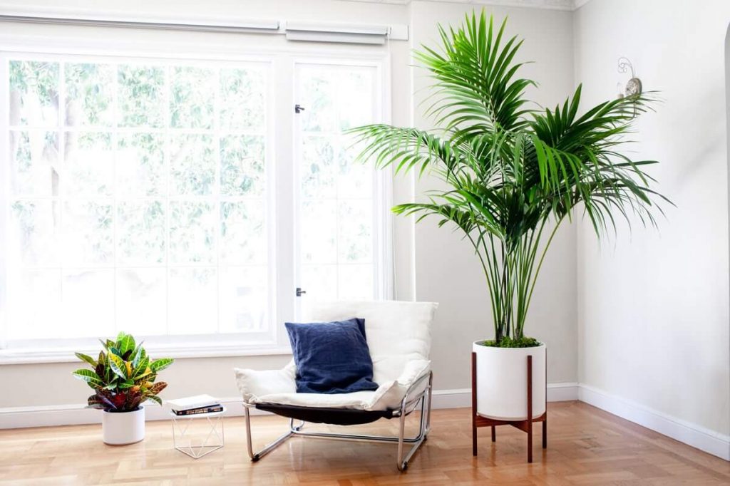 Kentia Palm for Sale at Leon and George