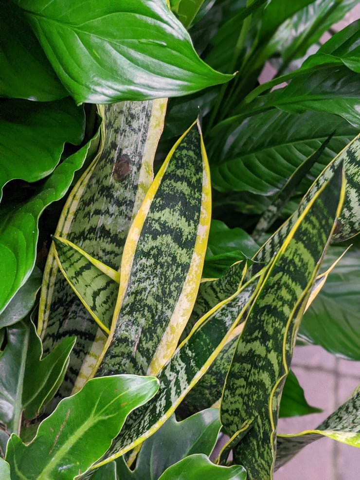 Trifasciata Laurentii snake plant