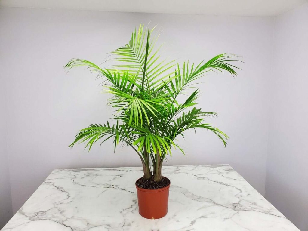 Majestic Palm at Etsy
