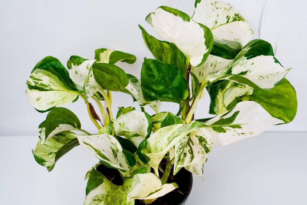 Manjula Pothos at Etsy
