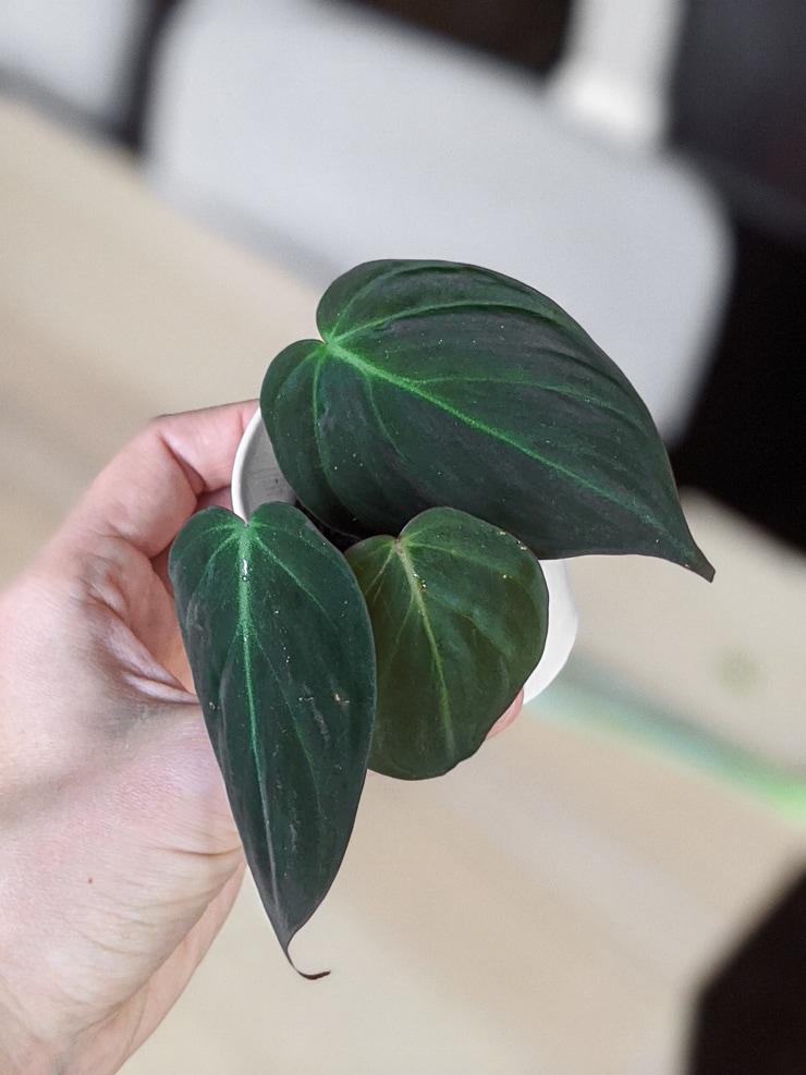 philodendron micans propagation