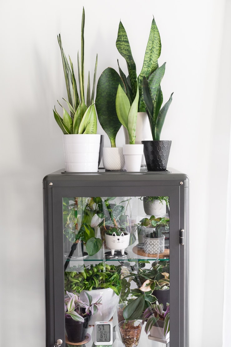 Misc-Snake-Plant-17.jpg