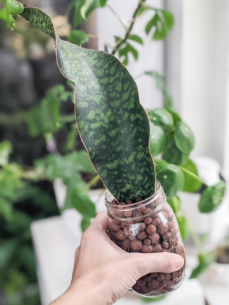 Misc-Snake-Plant-19.jpg