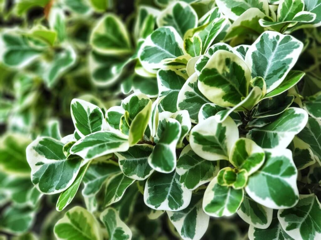 Mistletoe Fig (Ficus deltoidea)