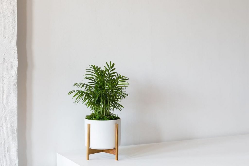 Parlor Palm from Leon and George