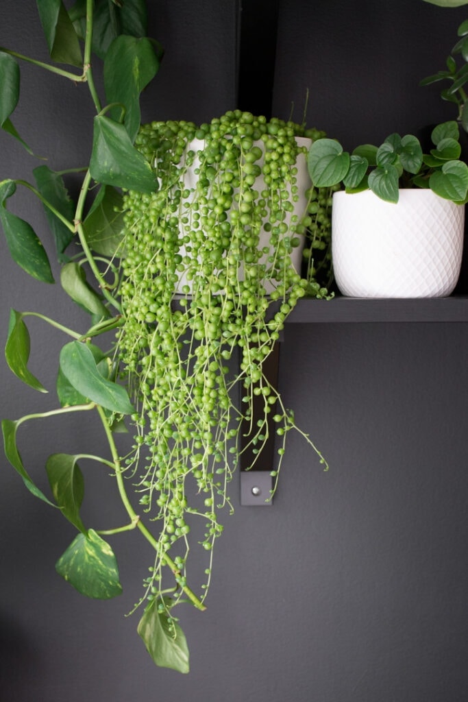 String of pearls cascading down the sides of the white planter bowl sitting on a shelf