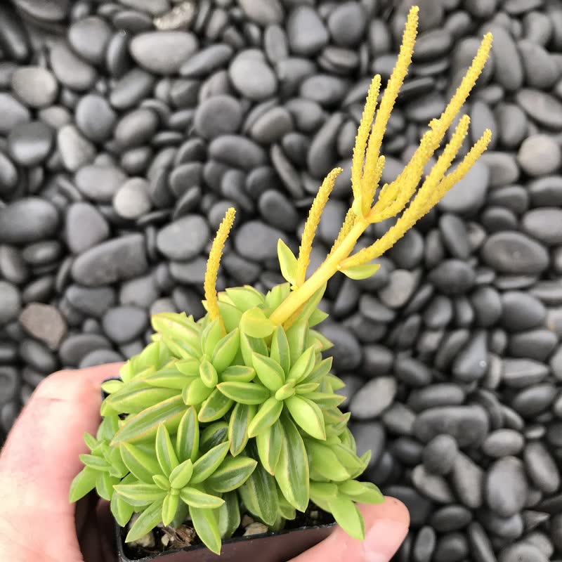 Peperomia terrarium plant