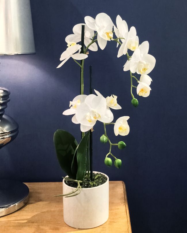 phalaenopsis orchid