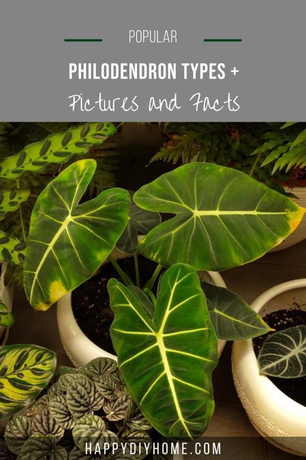 Philodendron Types 1