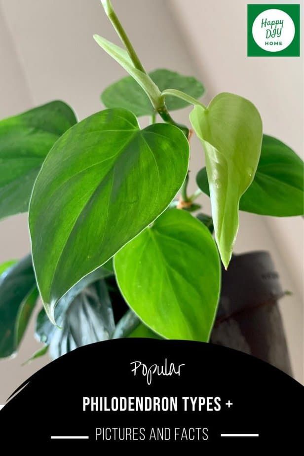 Philodendron Types 2