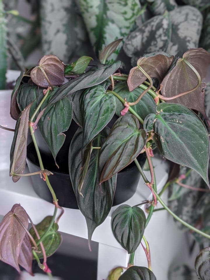 Philodendron Mica plant trailing out of the planter on the shelf
