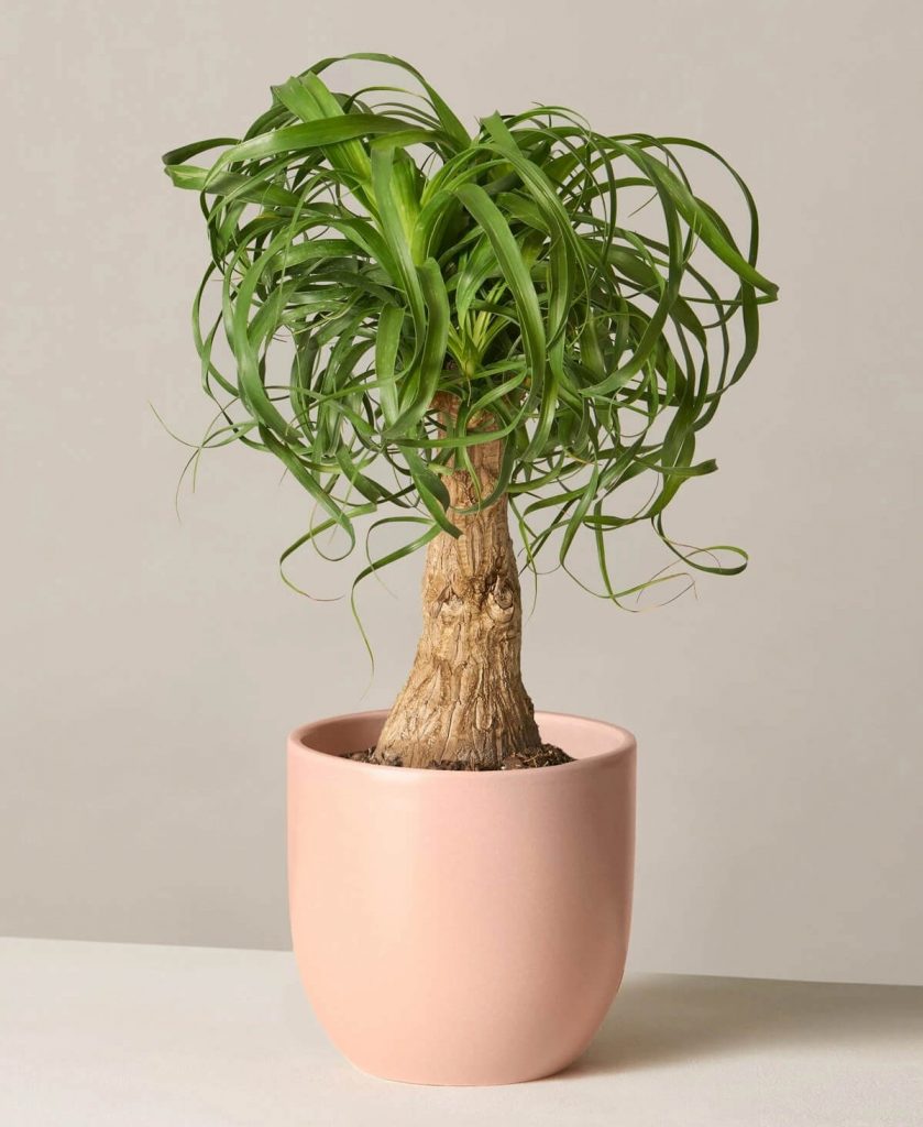 Ponytail Palm Tree Plant from The Sill