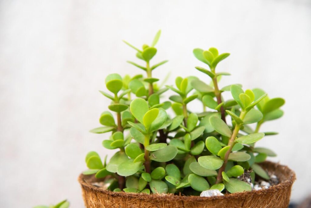 Portulacaria afra