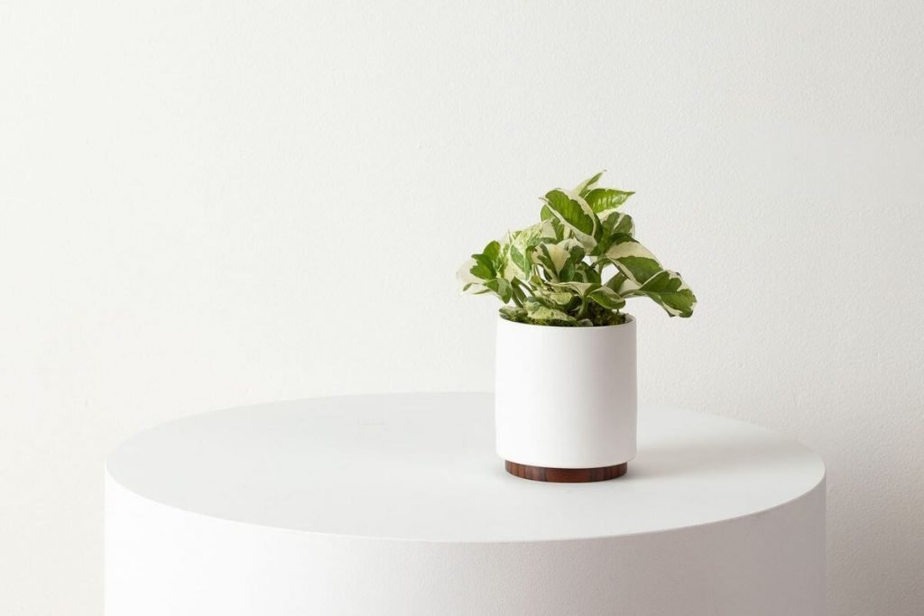 Pothos N'joy from Leon and George