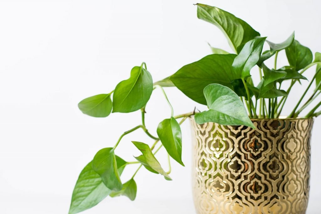 Pothos vs. Philodendron