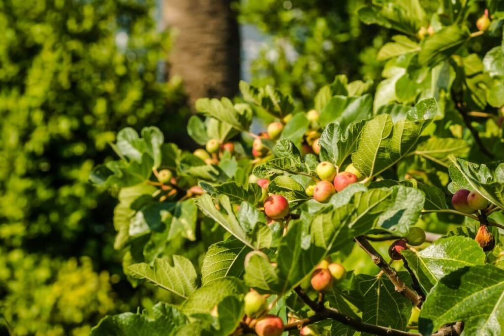 Red Leaf Fig (Ficus congesta)