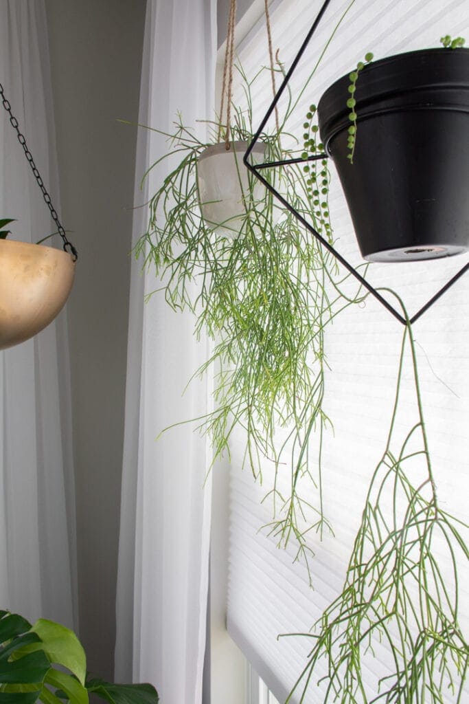 Rhipsalis in white hanging pot trailing over and through pot next to it
